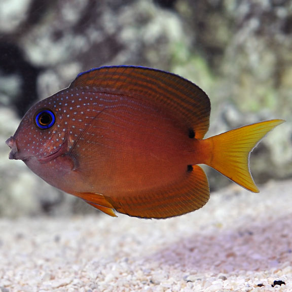 Bristle tooth tang, live coral, live marine fish, live fish, marine aquarium, reef tank, tangs, tang, reef aquaria