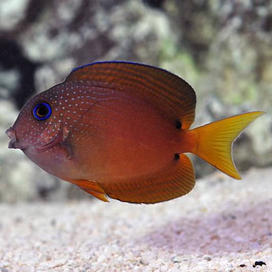 Bristle tooth tang, live coral, live marine fish, live fish, marine aquarium, reef tank, tangs, tang, reef aquaria