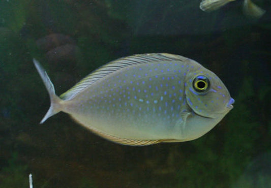 Unicorn Tang