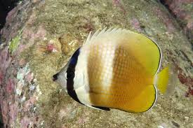 Klenny Butterfly - Reef Aquaria