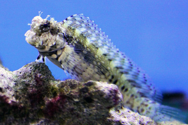 Lawnmower Blenny - Reef Aquaria
