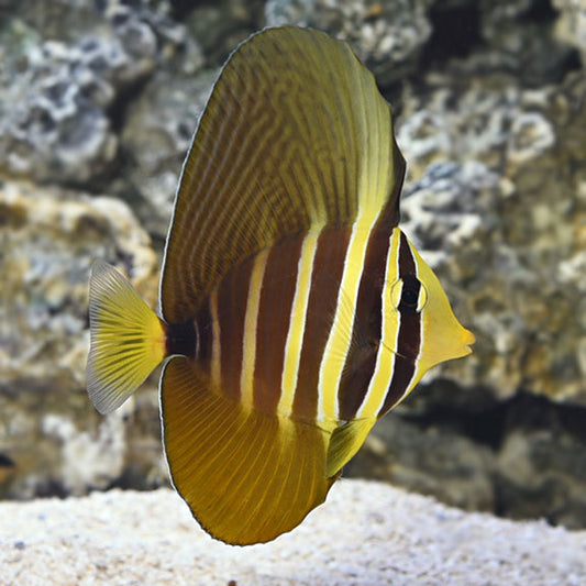 Pacific Sailfin Tang
