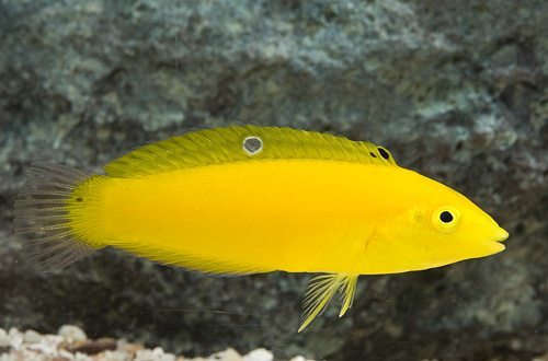 Yellow Cory Wrasse - Reef Aquaria