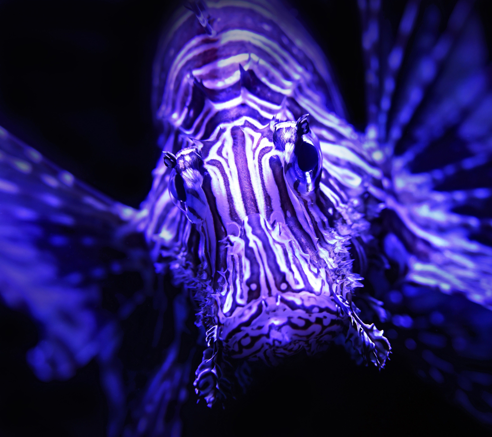 Acuario Marina Cool 10, Goldfish Kit de 10 lt, morado Hagen Acuario Marina Cool 10, Goldfish Kit de 10 lt, morado Hagen