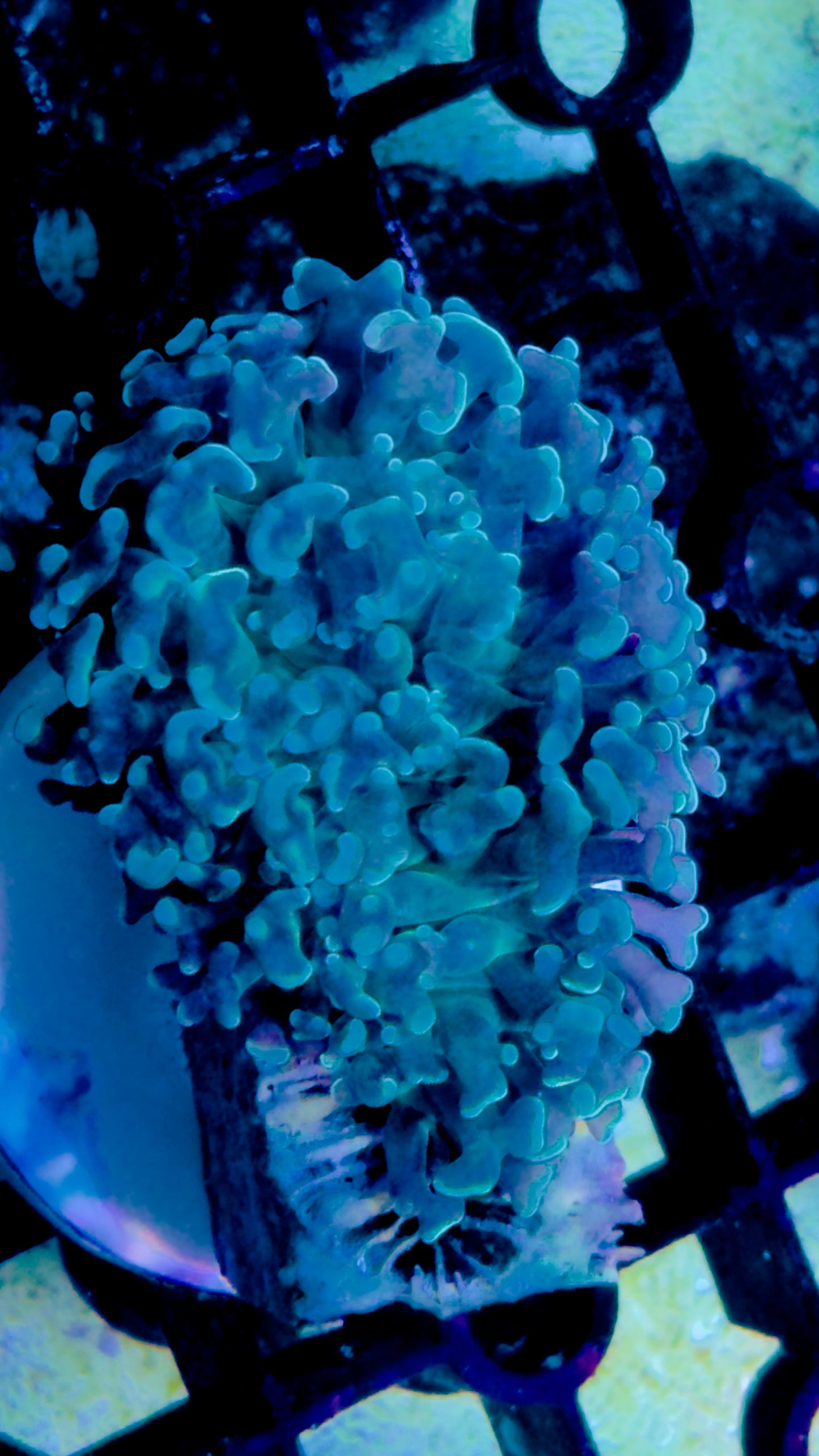 Teal hammer frag