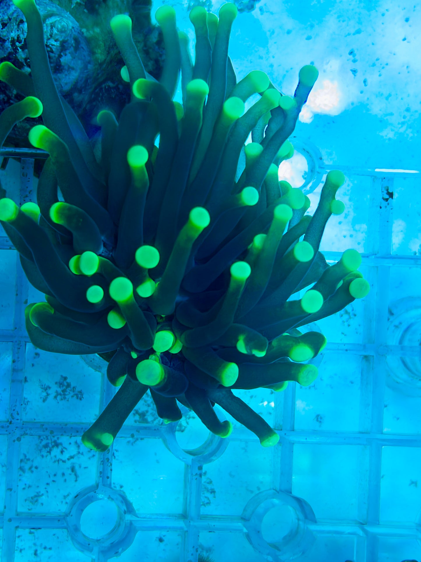 Green tip Torch Frag