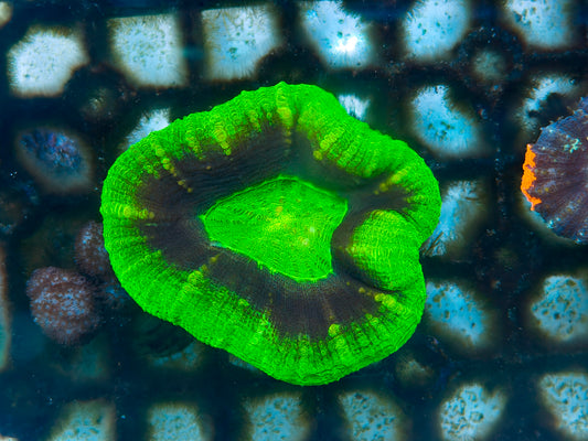 Halo Scolymia