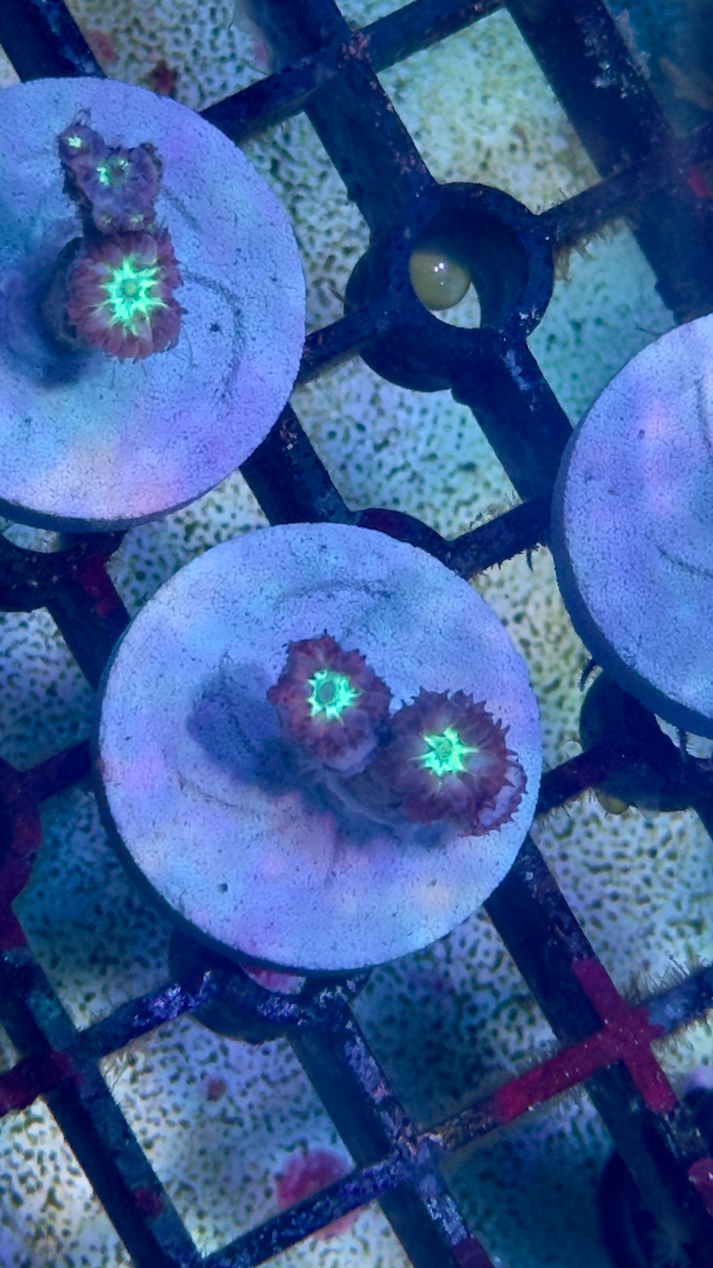 Nano blasto frags