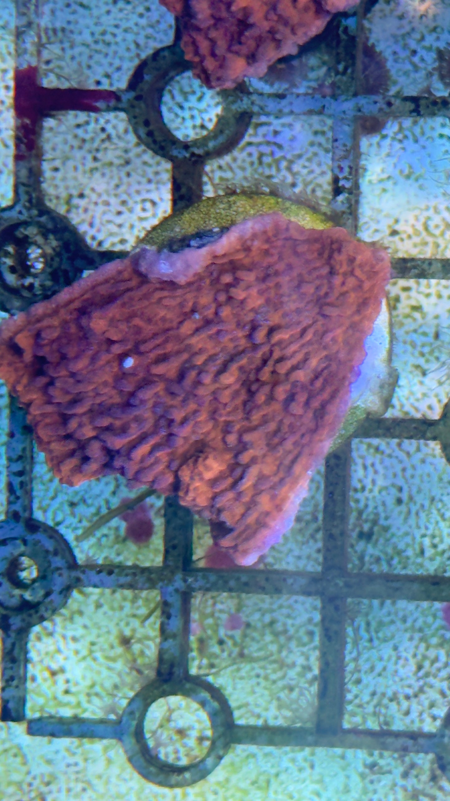 Montipora frag
