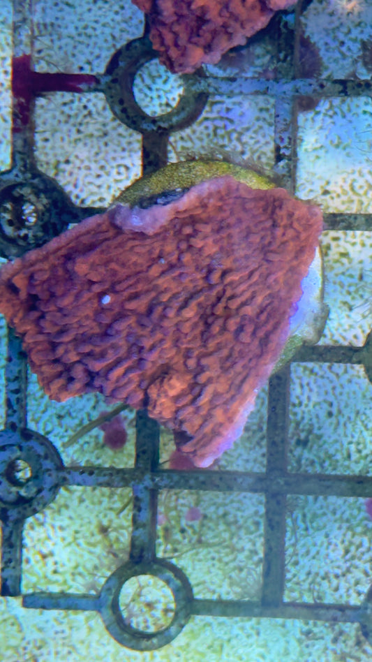 Montipora frag