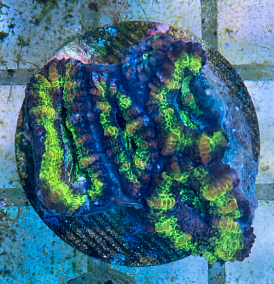 Acan Lord Frag