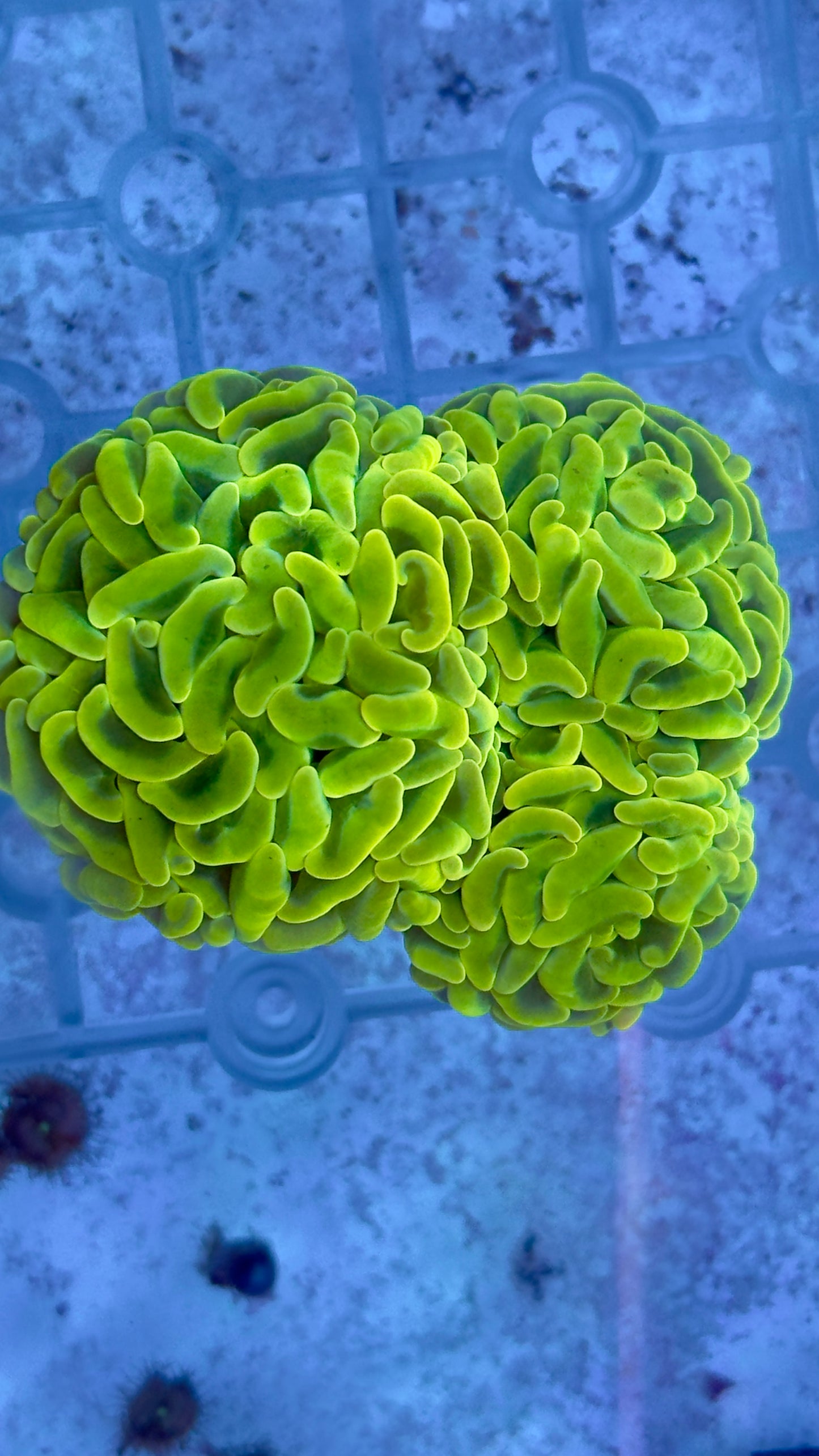 Jelly Bean hammer frag