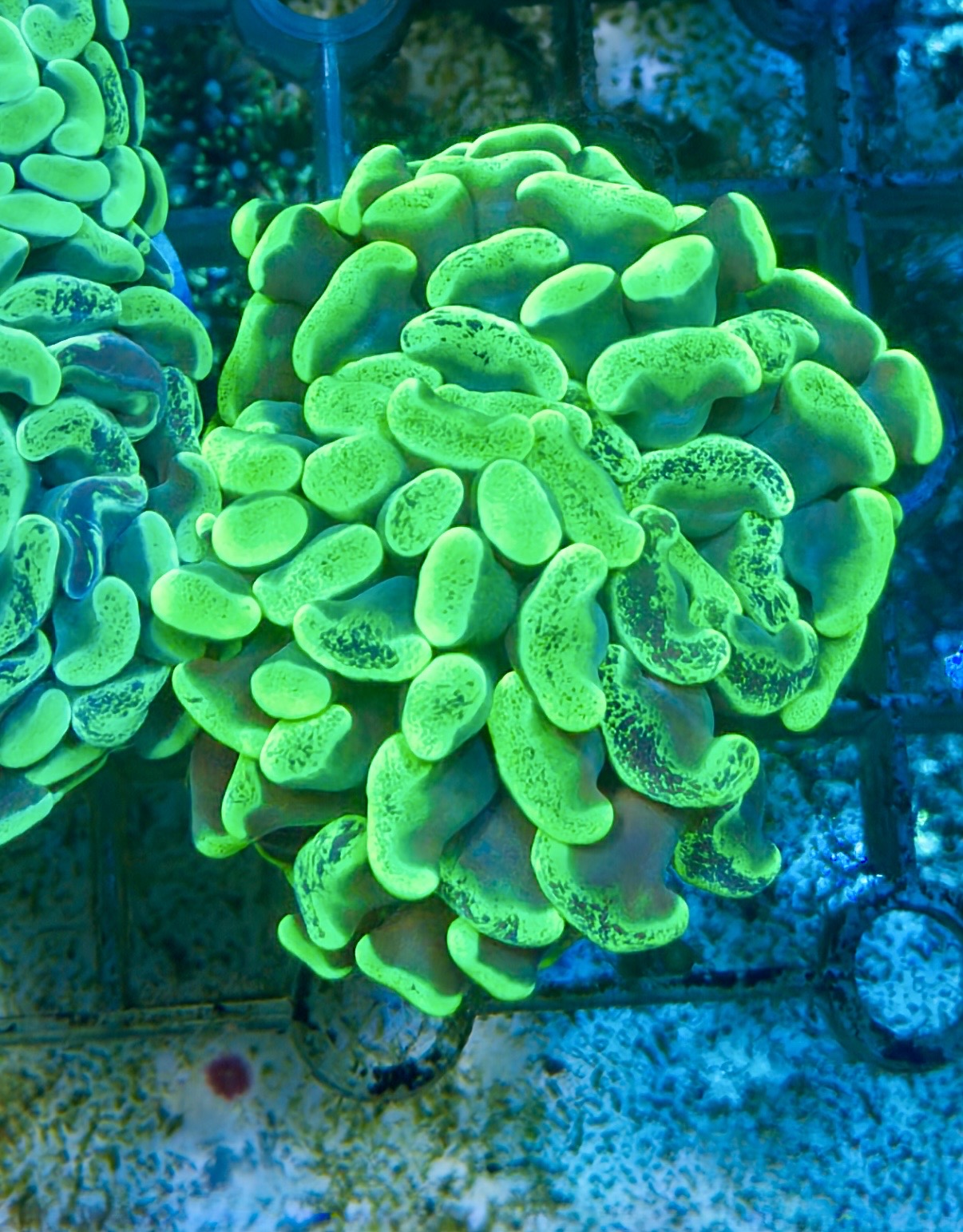 Green hammer frag