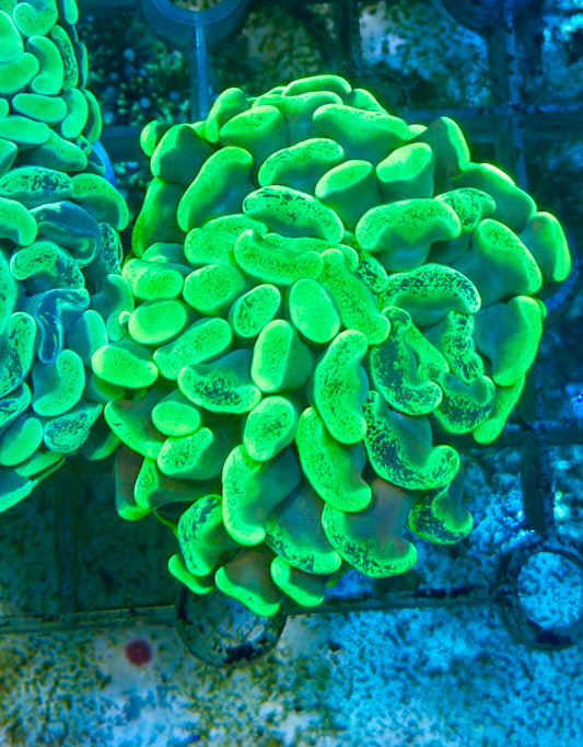 Green hammer frag