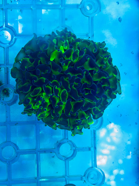 Frammer Frag