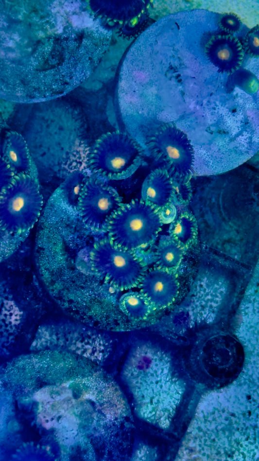 Zoa frags
