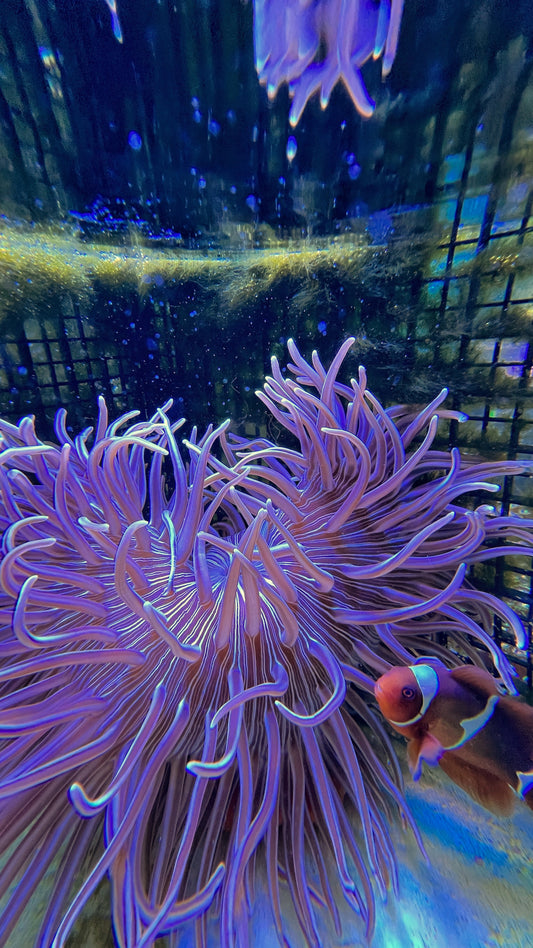 Long tentacle anemone  silver