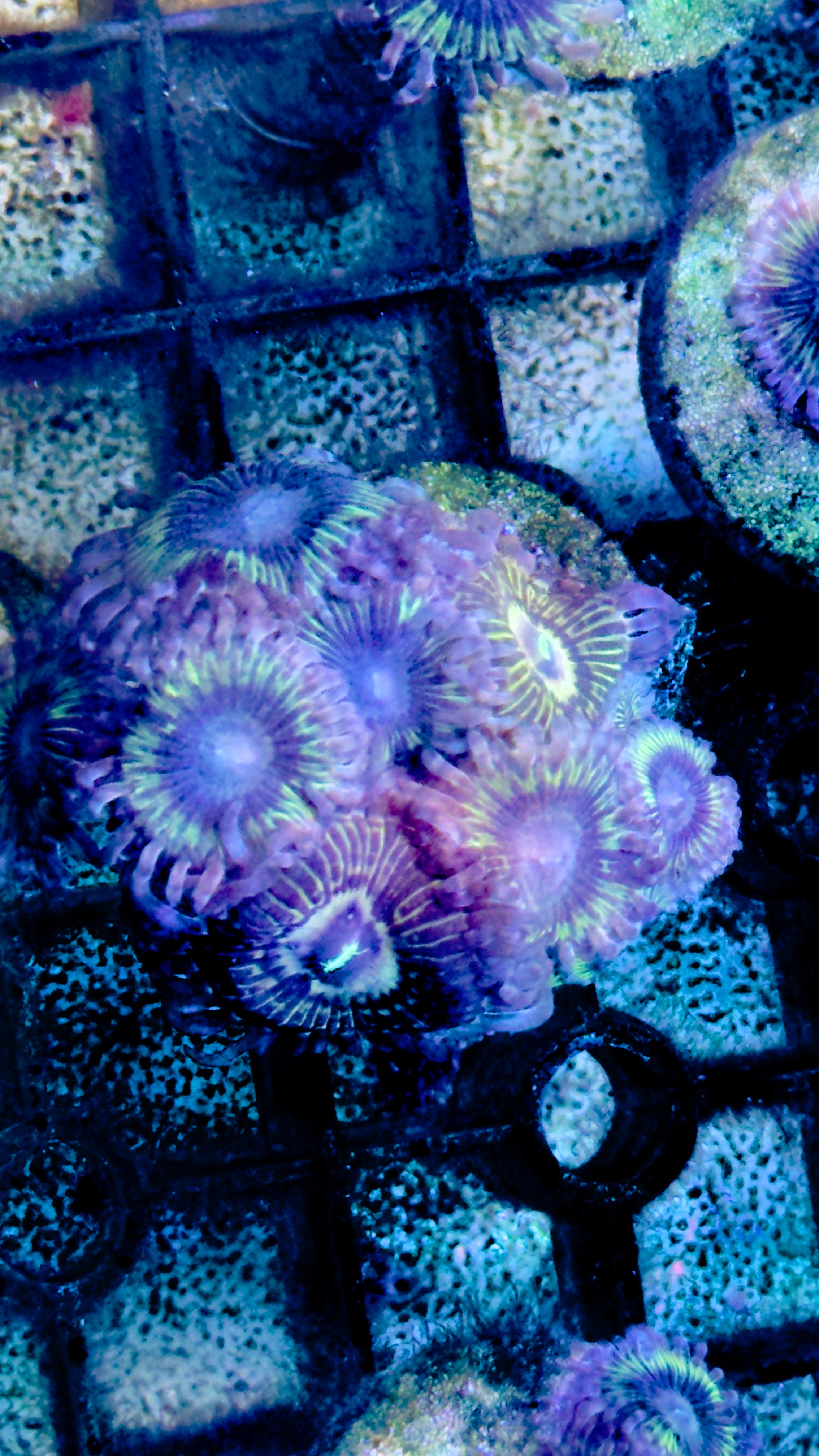 Palyzoa frags – Reef Aquaria