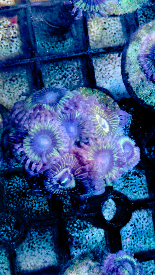 Palyzoa frags