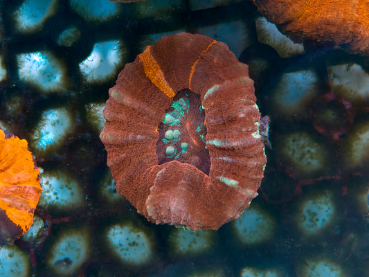 Scolymia