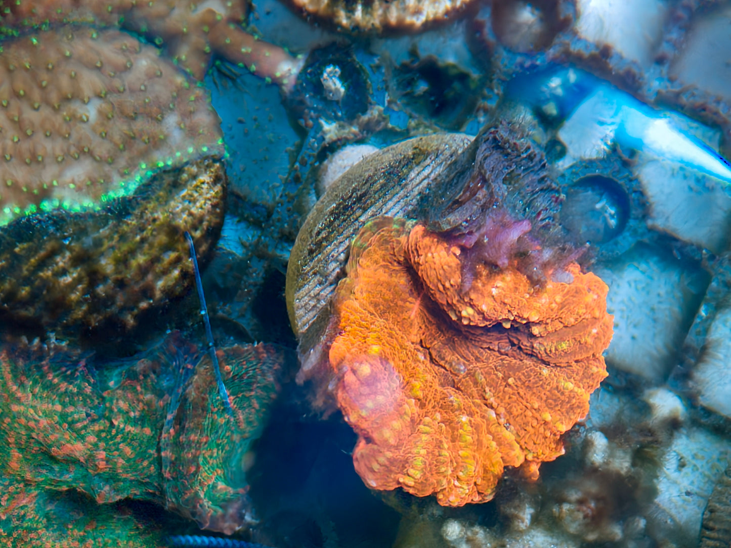 Ultra Symphyllia Frag