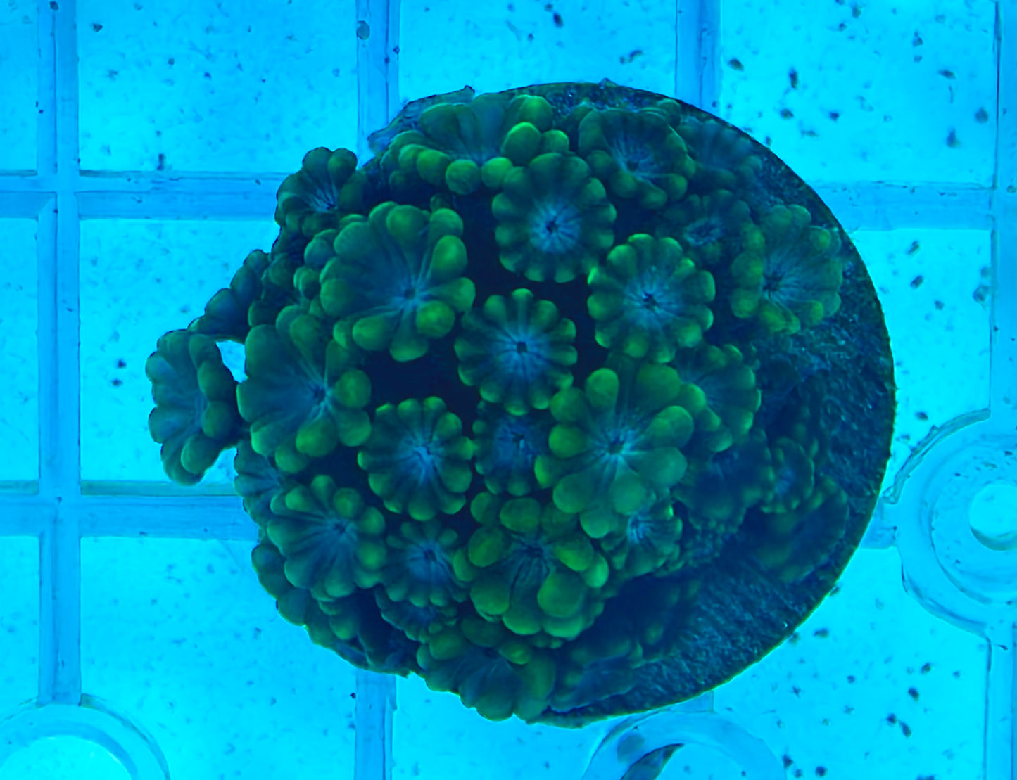 Alveopora frag