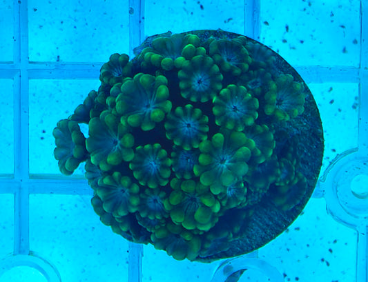 Alveopora frag