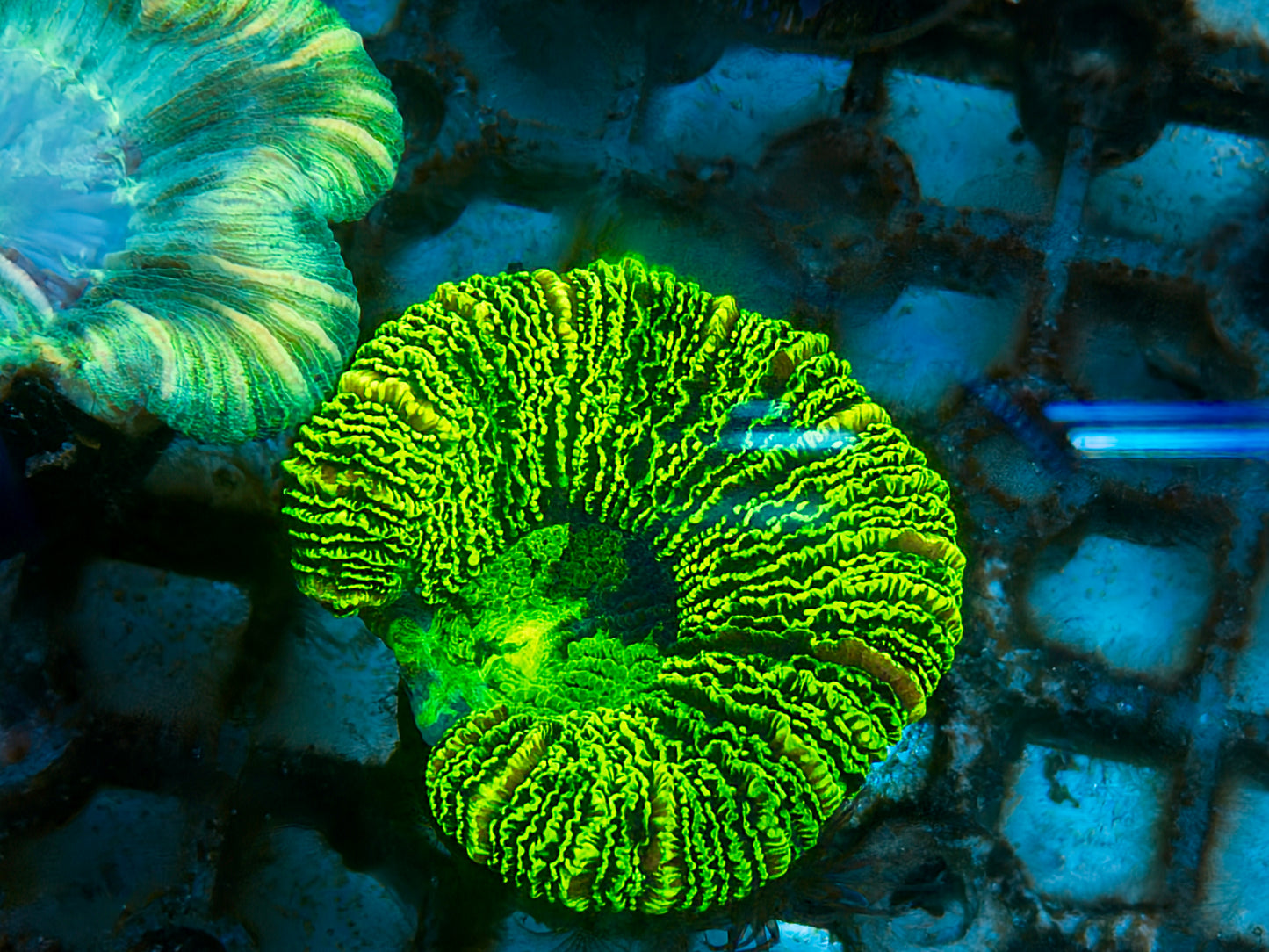 Trachy Frag