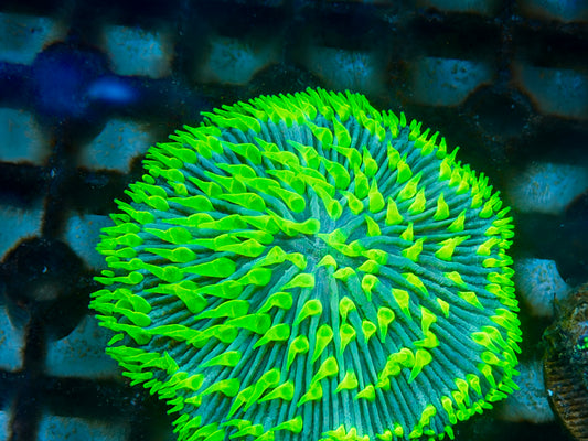 Neon Green fungia coral