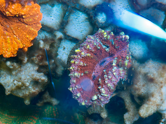 Ultra Symphyllia Frag