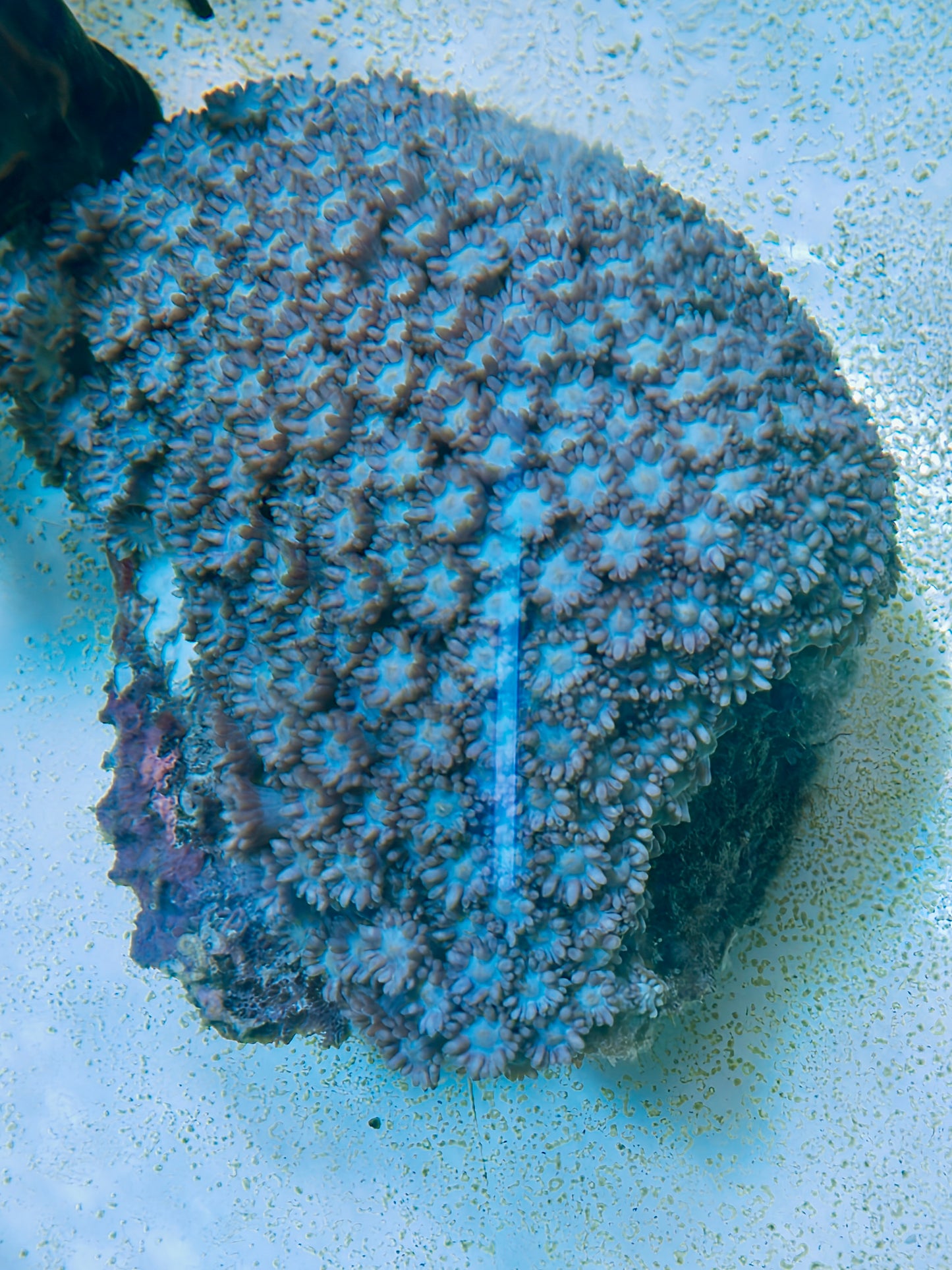 Alveopora Colony