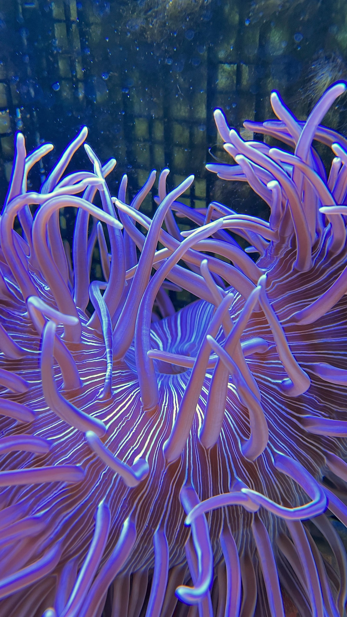 Long tentacle anemone  silver