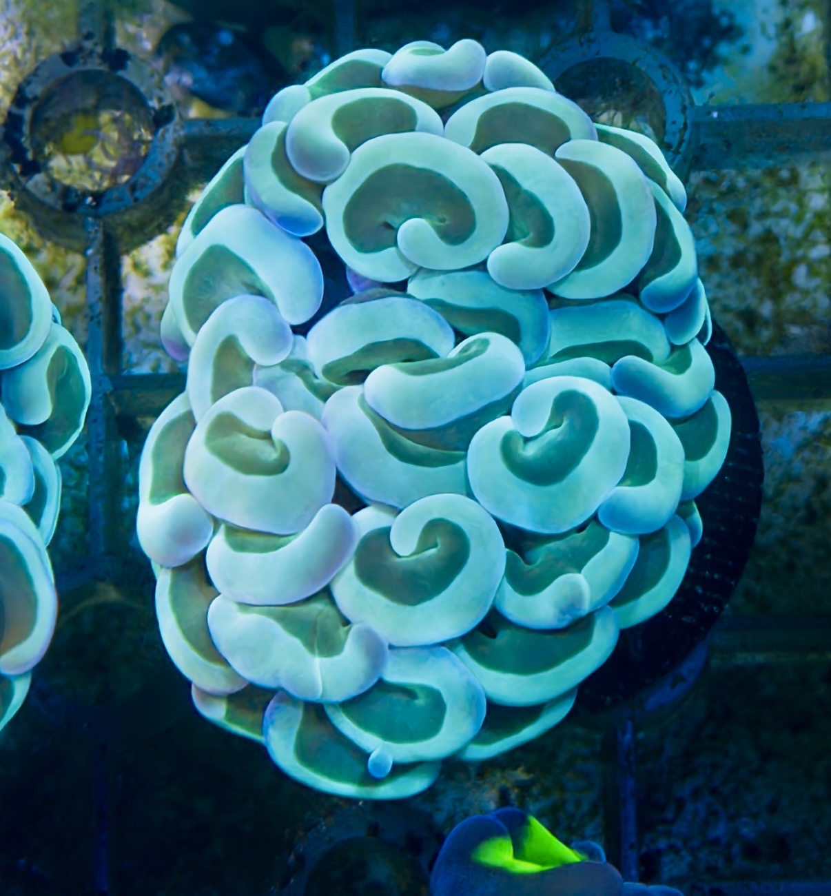 Teal hammer frag