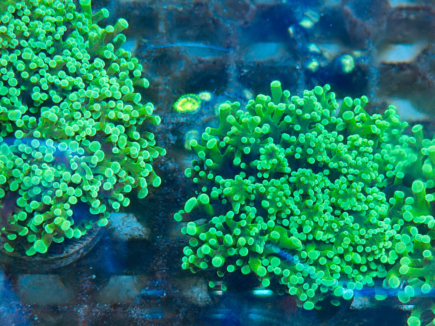 Mint Frogspawn Frag