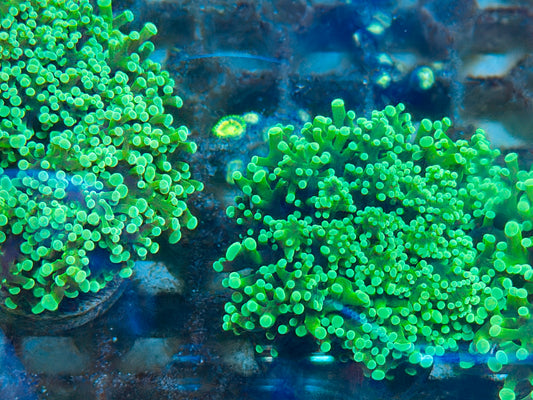 Mint Frogspawn Frag