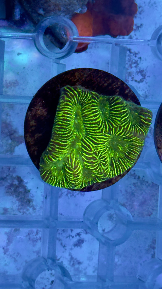 Moon coral frag