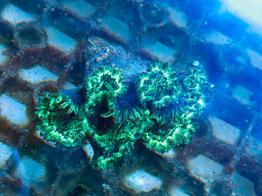 Small elegance coral