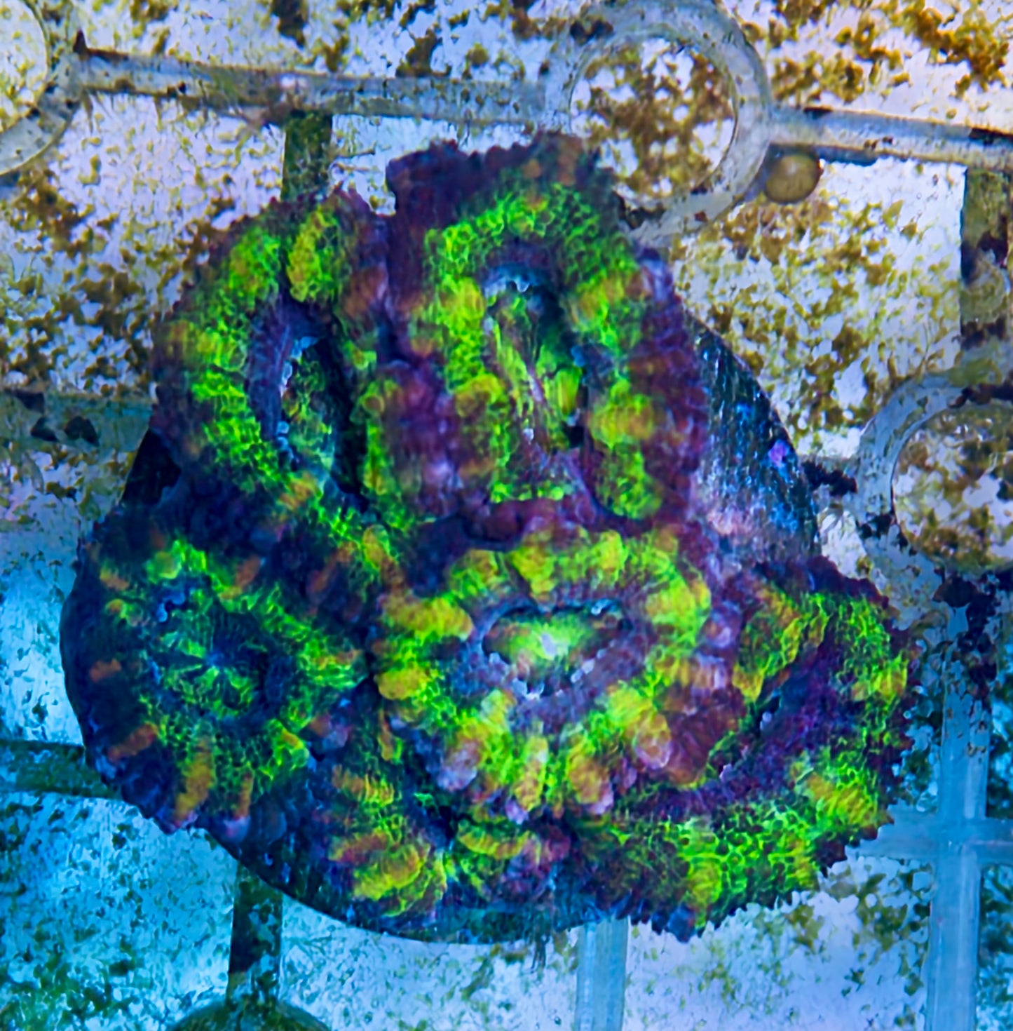 Acan Lord Frag