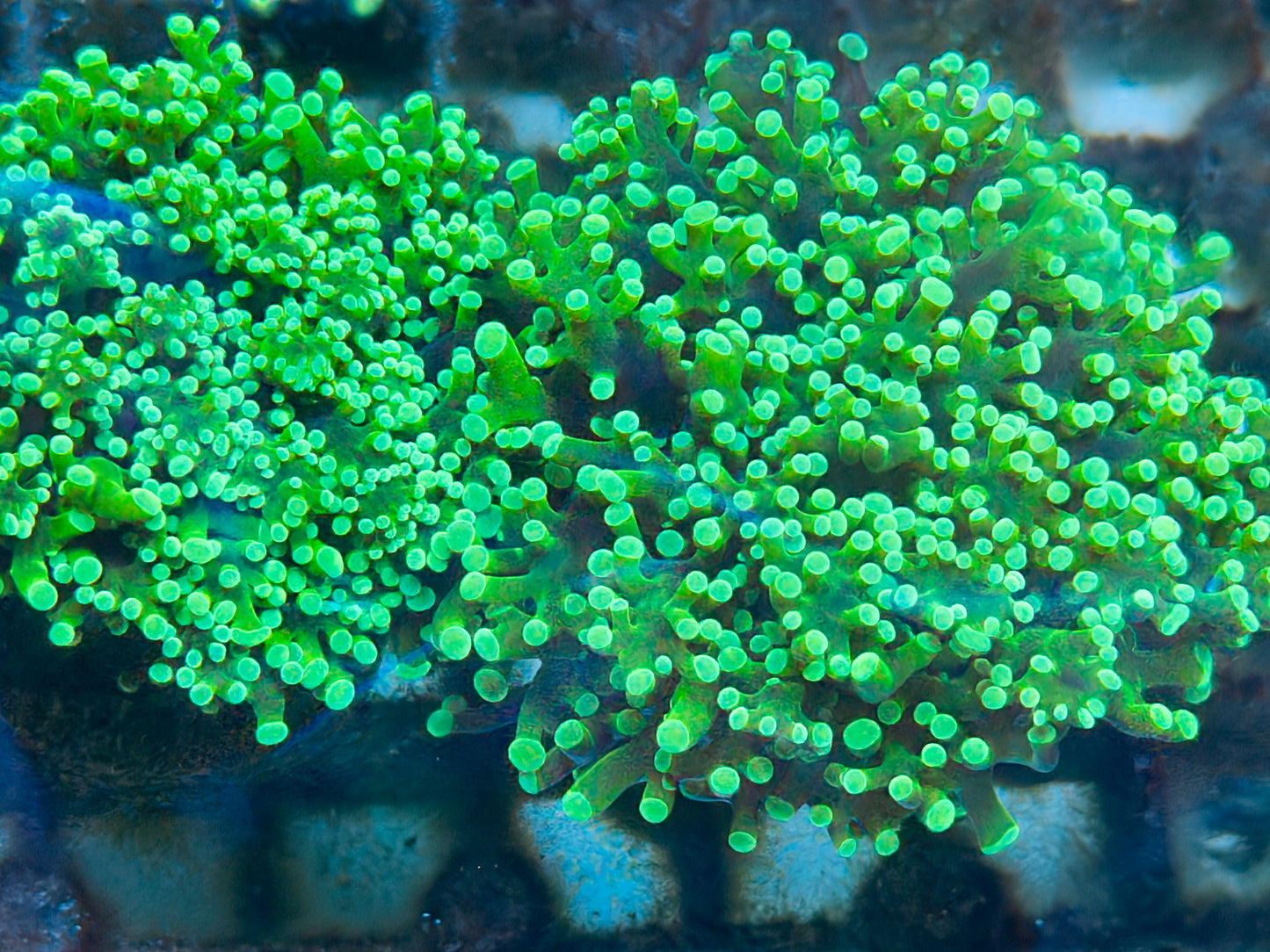 Mint Frogspawn Frag