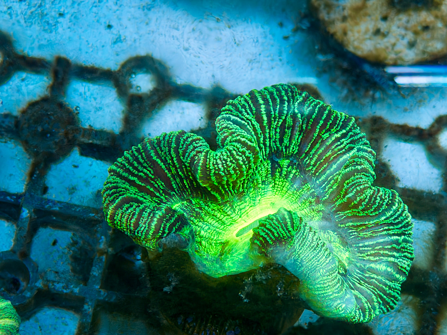 Trachy Frag