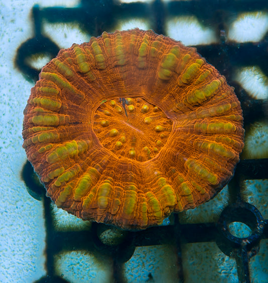 Scolymia