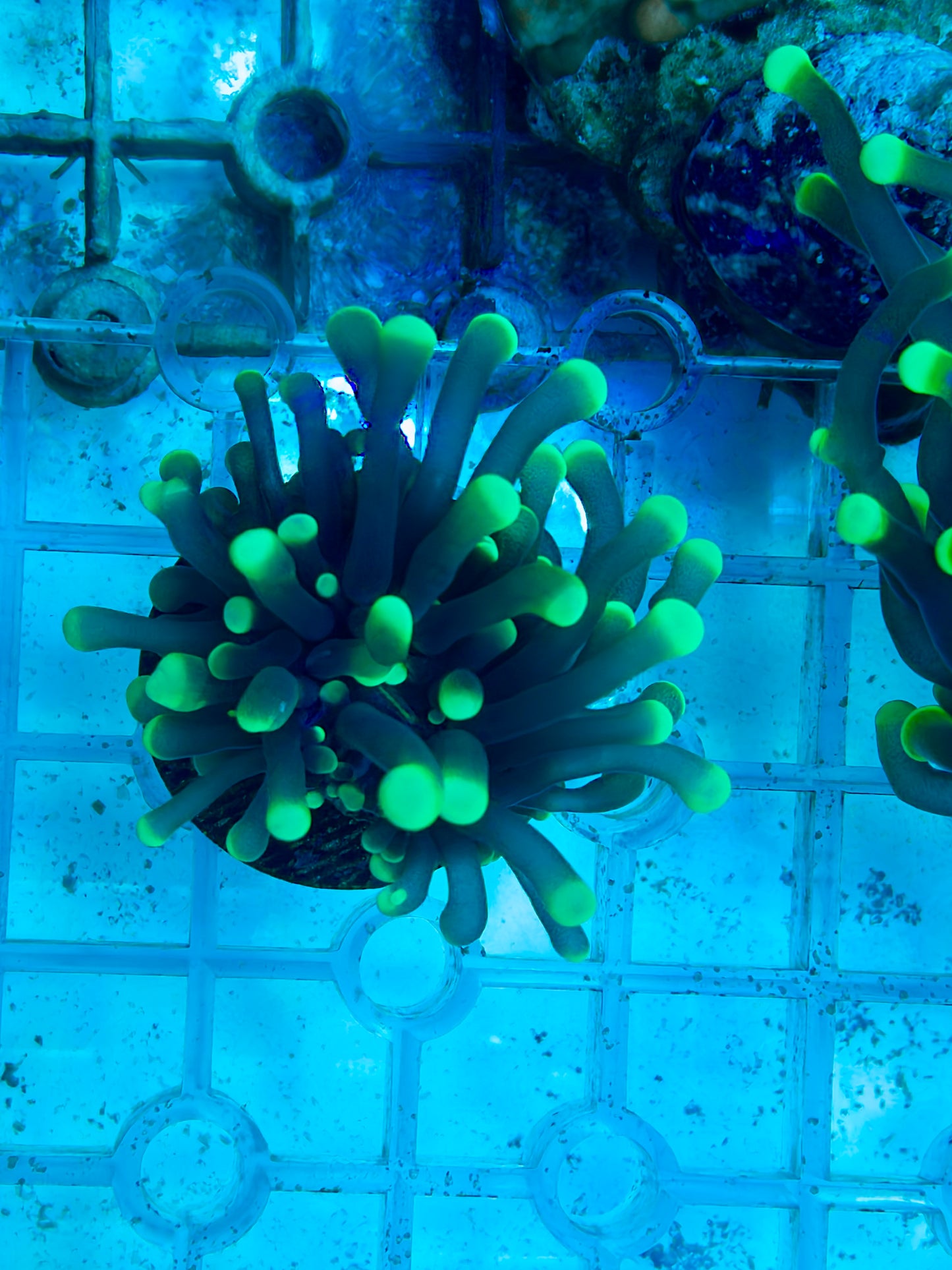 Green tip Torch Frag