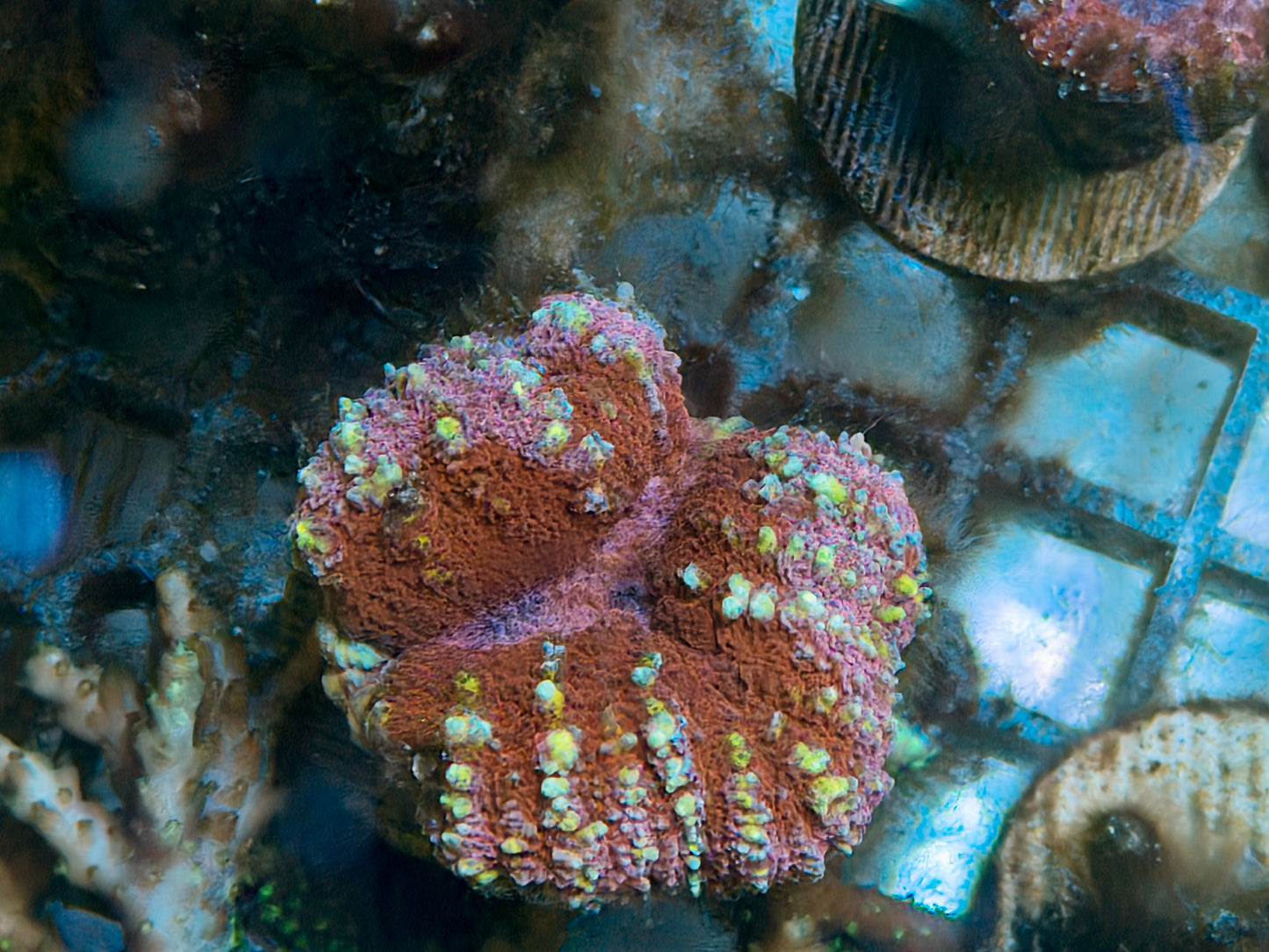 Ultra Symphyllia Frag