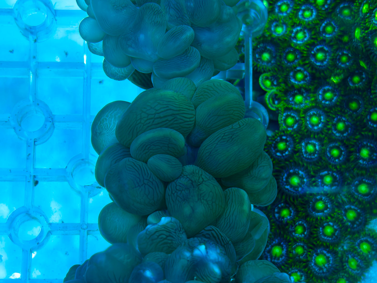 Bubble Frag
