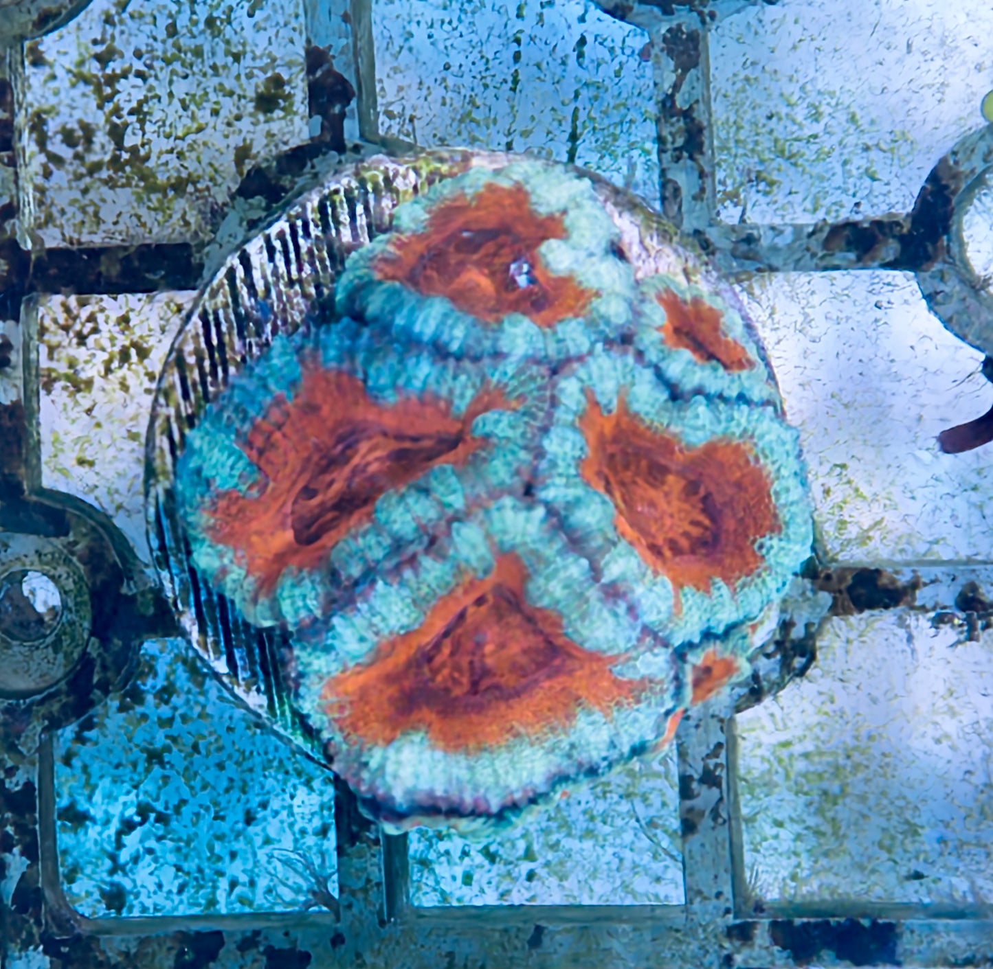 Acan Lord Frag