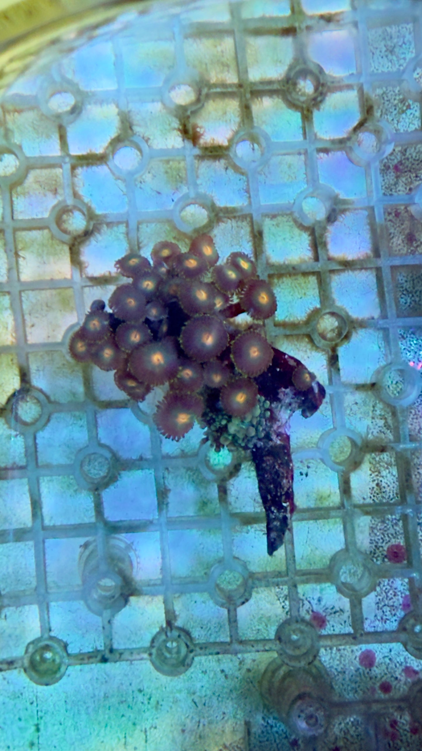 Zoa and ricordea mushroom piece