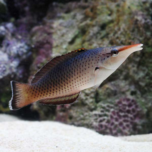 Bird Wrasse Female