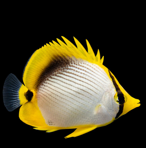 Black Back Butterflyfish