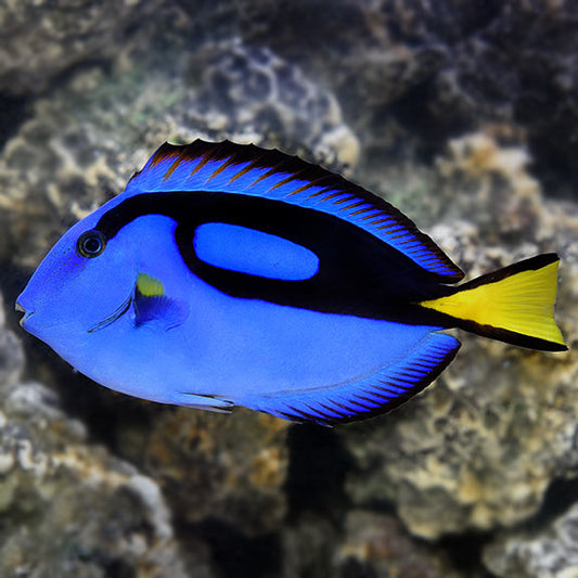 Blue Tang - Reef Aquaria