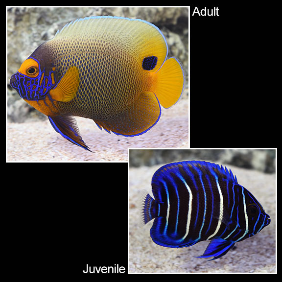 Live marine fish Reef Aquaria